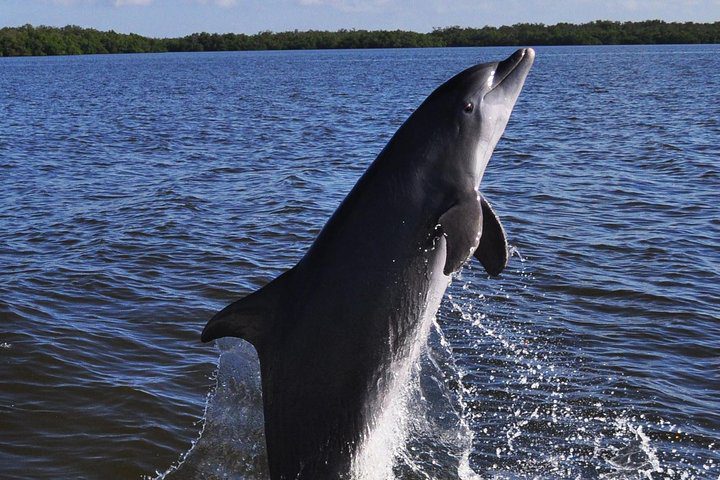 Dolphin Watching Fort Myers